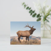 Carte Postale Bull Elk près de Mammoth | Wyoming (Debout devant)