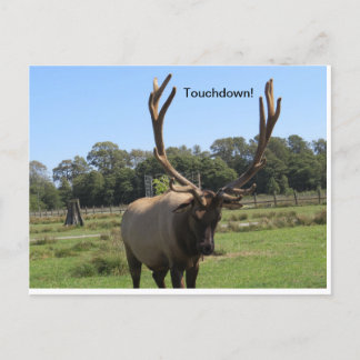 Carte postale Bull Elk Signes "Touchdown"