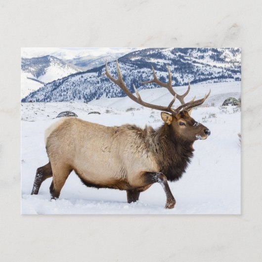 Carte Postale Bull Elk | Wyoming (Devant)