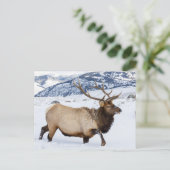 Carte Postale Bull Elk | Wyoming (Debout devant)