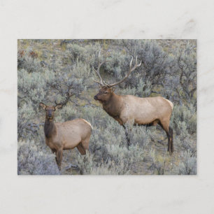 Carte Postale Bull Elk Yellowstone National Park, Wyoming