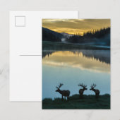 Carte Postale Bull Elks Silhouetté Poudre Lac Sunrise (Devant / Derrière)