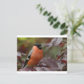 Carte Postale Bull Finch (Debout devant)