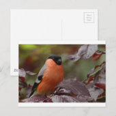 Carte Postale Bull Finch (Devant / Derrière)