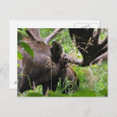 Carte Postale Bull Moose (Devant / Derrière)