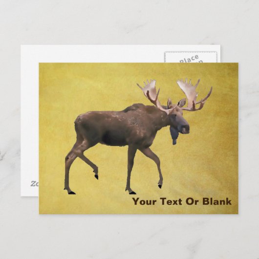 Carte Postale Bull Moose (Devant / Derrière)