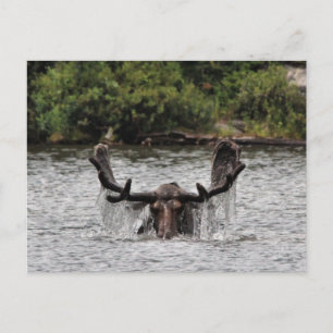 Carte Postale Bull Moose