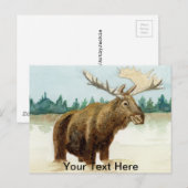 Carte Postale Bull Moose (Devant / Derrière)