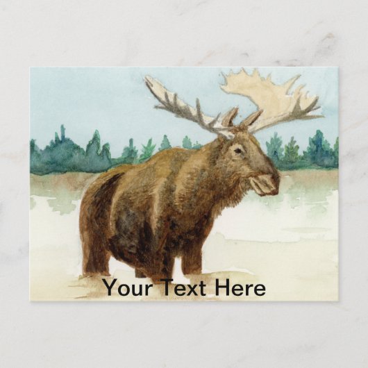 Carte Postale Bull Moose (Devant)