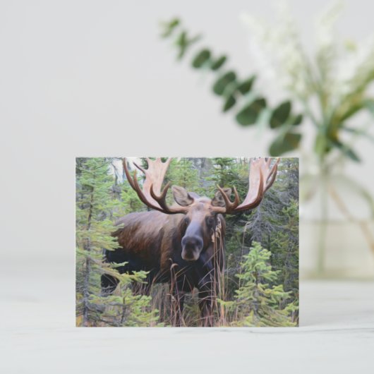 Carte Postale Bull Moose (Debout devant)