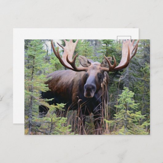 Carte Postale Bull Moose (Devant / Derrière)