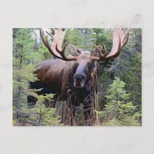 Carte Postale Bull Moose (Devant)