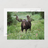 Carte Postale Bull moose Alces alces) en fleur sauvage, (Devant / Derrière)