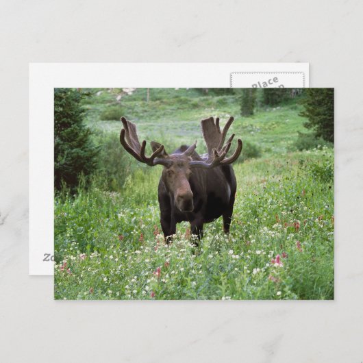 Carte Postale Bull moose Alces alces) en fleur sauvage, (Devant / Derrière)
