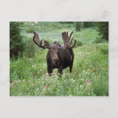 Carte Postale Bull moose Alces alces) en fleur sauvage, (Devant)