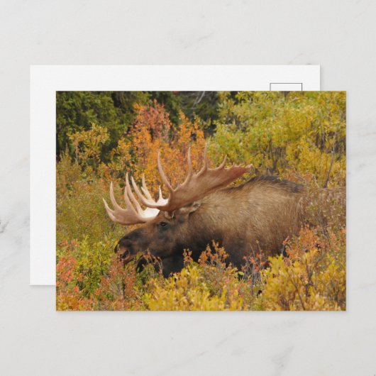Carte Postale Bull Moose | Parc national de Denali, Alaska (Devant / Derrière)