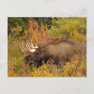 Carte Postale Bull Moose   Parc national de Denali, Alaska