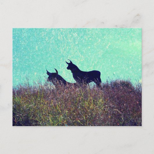 Carte Postale Bull Mountain (Devant)