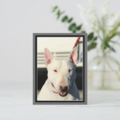 Carte postale Bull Terrier (Debout devant)