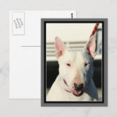 Carte postale Bull Terrier (Devant / Derrière)