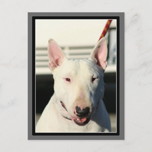 Carte postale Bull Terrier (Devant)