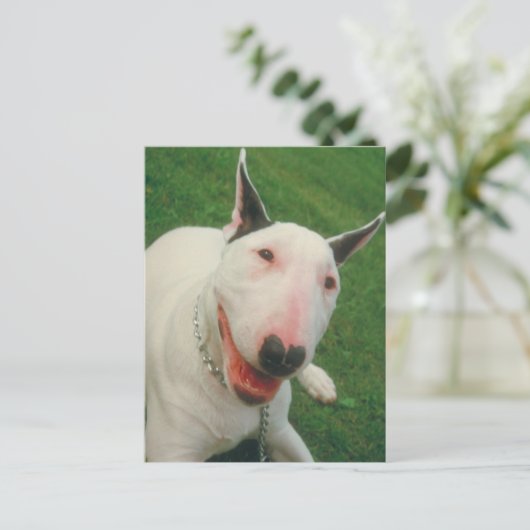 Carte Postale Bull Terrier (Debout devant)