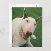 Carte Postale Bull Terrier (Devant / Derrière)