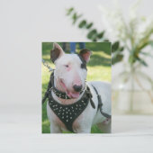 Carte Postale Bull Terrier (Debout devant)