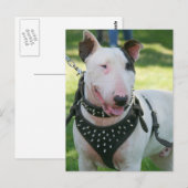 Carte Postale Bull Terrier (Devant / Derrière)