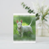 Carte postale Bull Terrier (Debout devant)