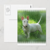Carte postale Bull Terrier (Devant / Derrière)