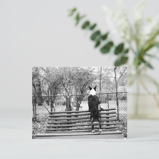 Carte Postale Bull terrier (Debout devant)