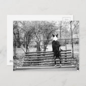 Carte Postale Bull terrier (Devant / Derrière)