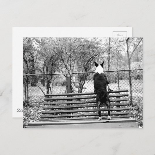 Carte Postale Bull terrier (Devant / Derrière)