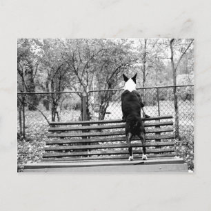 Carte Postale Bull terrier
