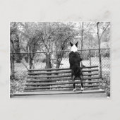 Carte Postale Bull terrier (Devant)