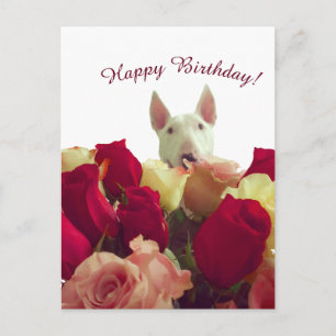 Carte Postale Bull terrier avec des roses - Joyeux Anniversaire 