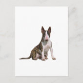 Carte Postale Bull Terrier (B) - Brindle et blanc (Devant)