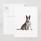 Carte Postale Bull Terrier (B) - Bringé et blanc (Devant / Derrière)