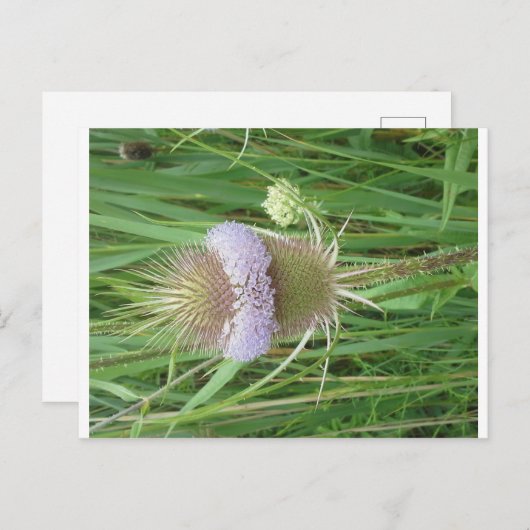 Carte postale Bull Thistle (Devant / Derrière)