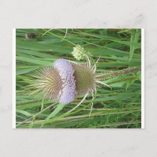 Carte postale Bull Thistle (Devant)