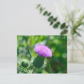Carte Postale Bull Thistle (Debout devant)