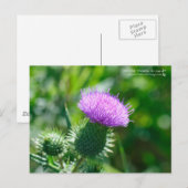 Carte Postale Bull Thistle (Devant / Derrière)
