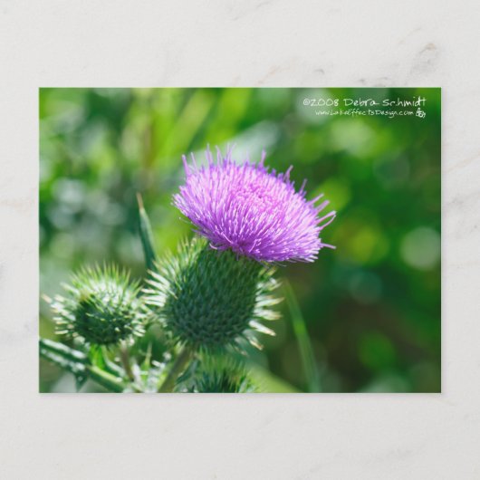 Carte Postale Bull Thistle (Devant)