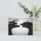 Carte Postale Bull vs ours noir et blanc (Debout devant)
