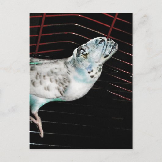 Carte Postale Bulldgie (Devant)