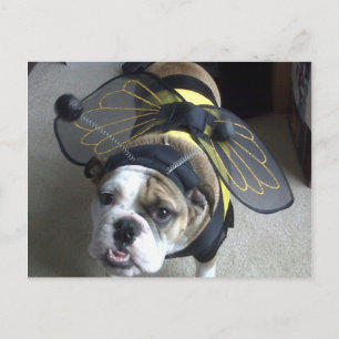 Carte Postale Bulldog