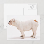 Carte Postale Bulldog (Devant / Derrière)