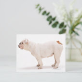 Carte Postale Bulldog (Debout devant)