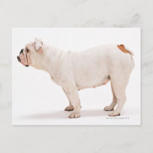 Carte Postale Bulldog